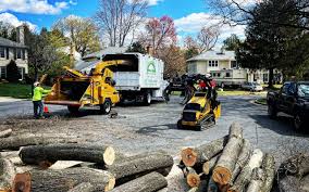 How Our Tree Care Process Works  in  Windham, OH