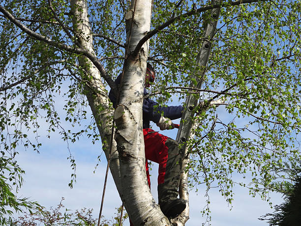 Windham, OH Tree Services Company